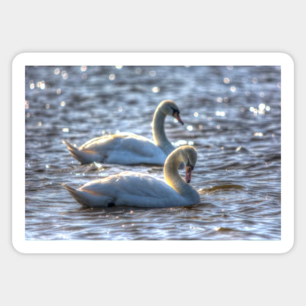 Mute Swans Swimming Sticker by Nigdaw